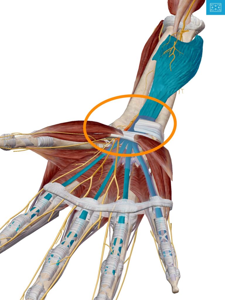 Wrist pain without injury? — REACH Rehab + Chiropractic, Plymouth MI